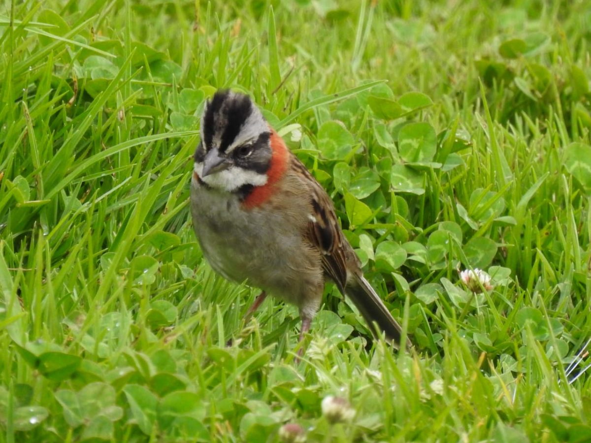 Sixtina_pacelacion_3