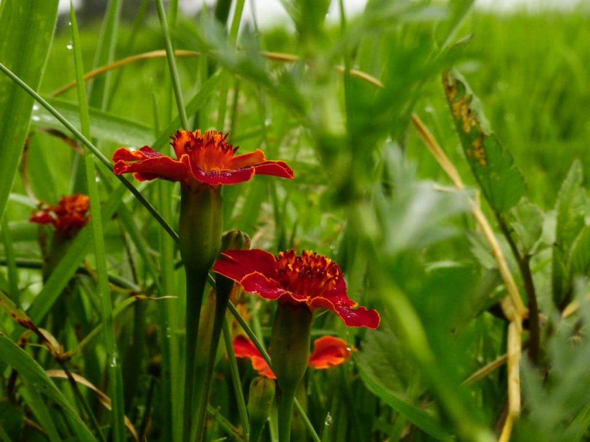 Sixtina_pacelacion_4